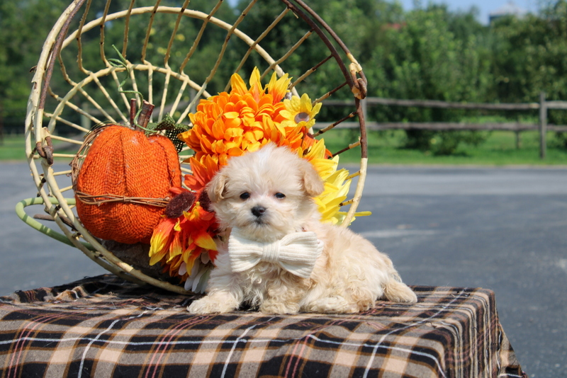 puppy, for, sale, Maltipoo, Matthew B. Stoltzfus, dog, breeder, Gap, PA, dog-breeder, puppy-for-sale, forsale, nearby, find, puppyfind, locator, puppylocator, aca